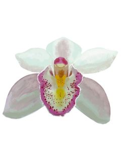 full-orchid